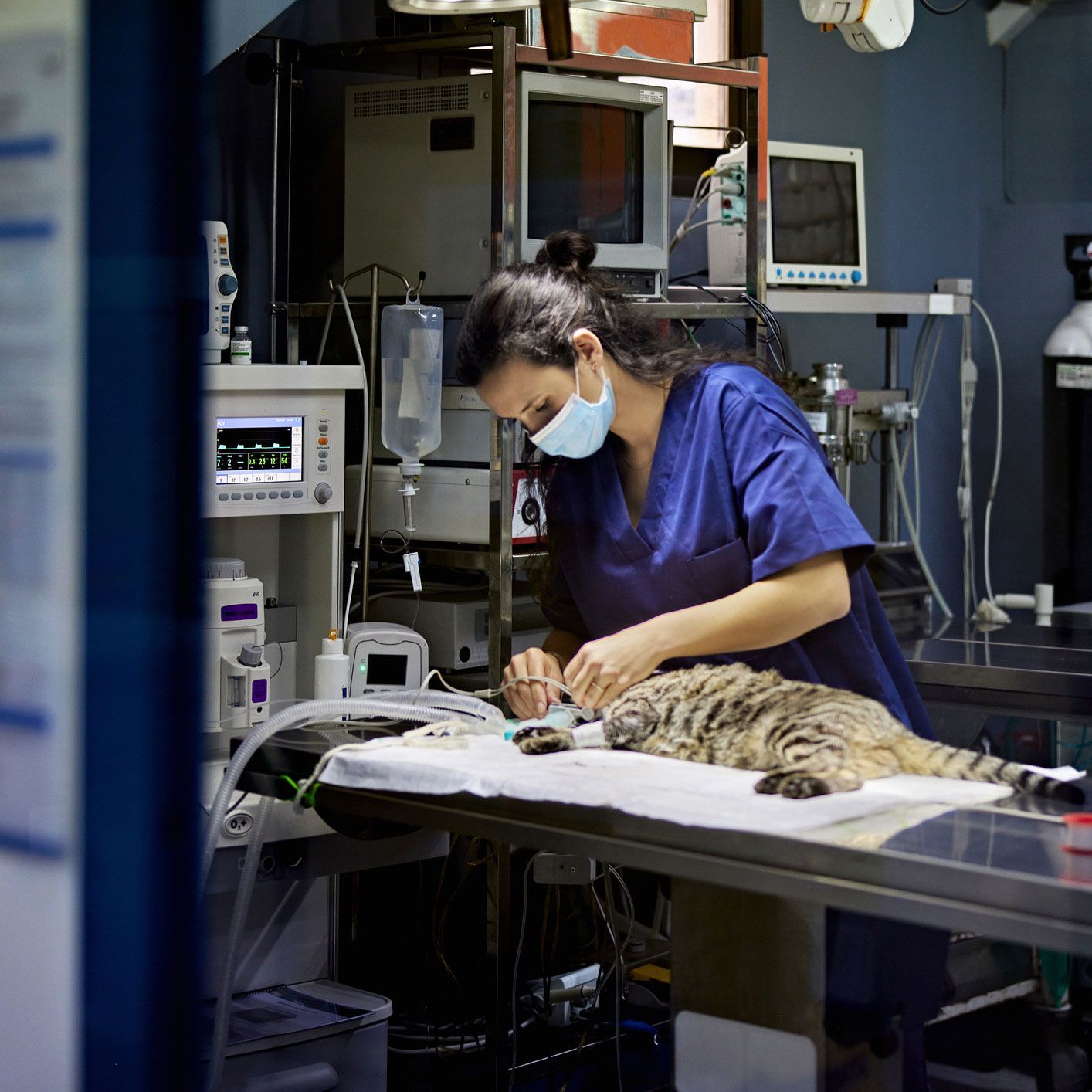 Surgery — St Louis, MO — Watson Road Veterinary Clinic Surgery — St Louis, MO — Watson Road Veterinary Clinic