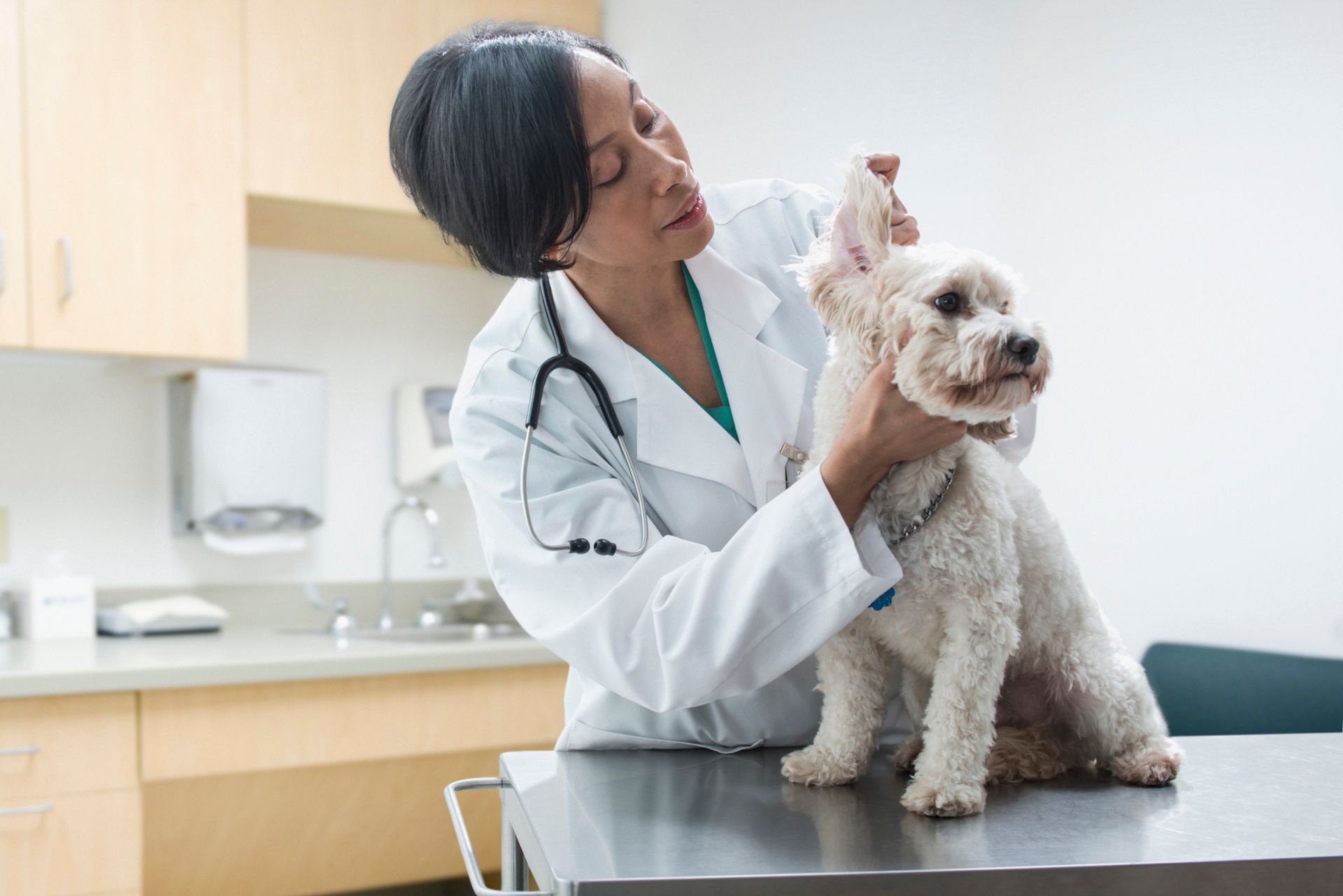 Veterinarian and Dog — St Louis, MO — Watson Road Veterinary Clinic Veterinarian and Dog — St Louis, MO — Watson Road Veterinary Clinic
