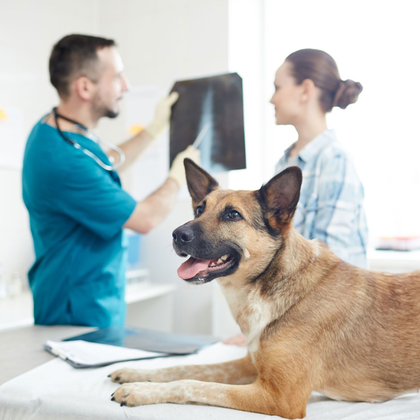 Dog and Xray — St Louis, MO — Watson Road Veterinary Clinic Dog and Xray — St Louis, MO — Watson Road Veterinary Clinic