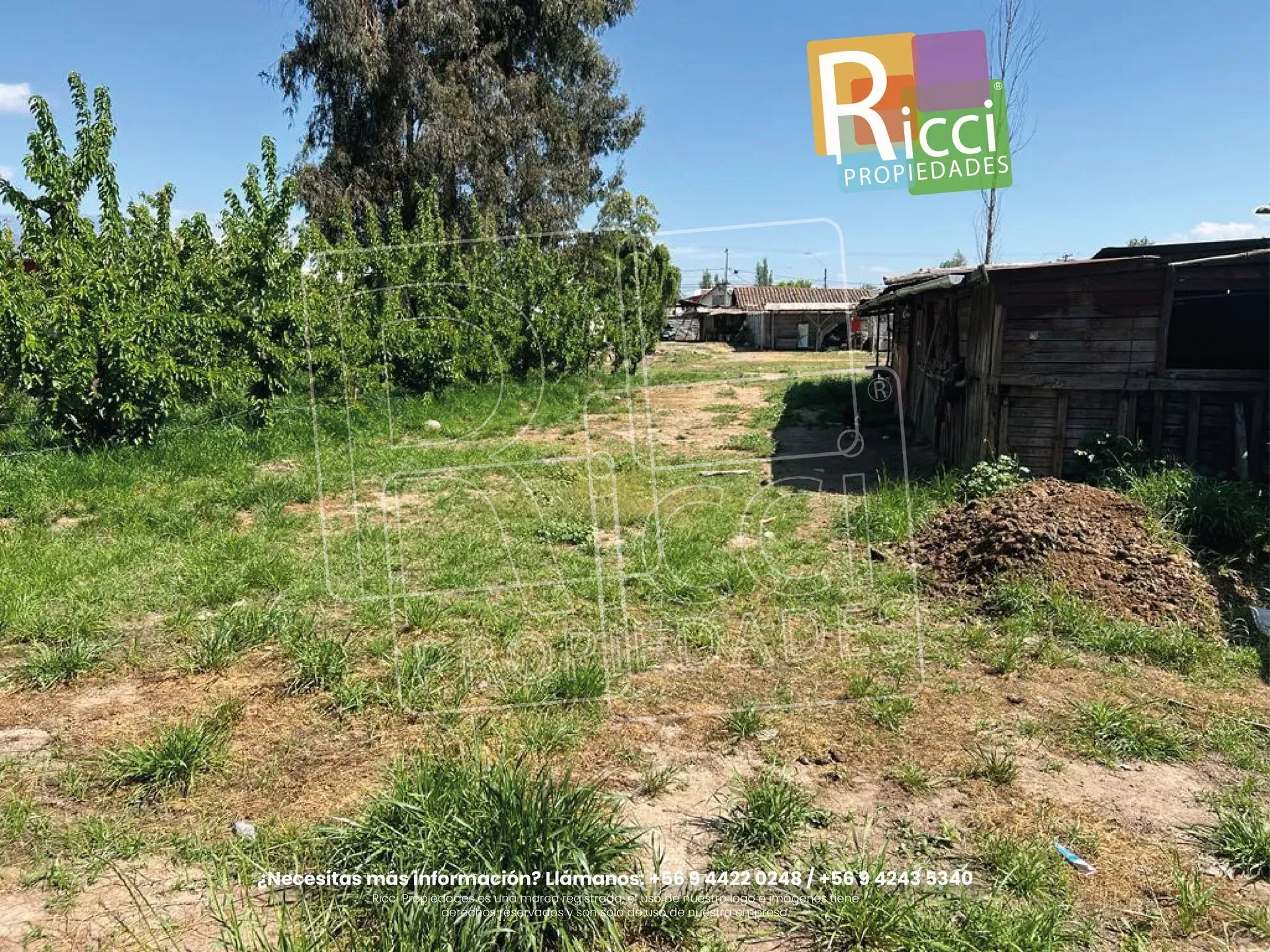 Un patio cubierto de hierba alta junto a una pequeña caseta de madera, con árboles y un cielo soleado al fondo.