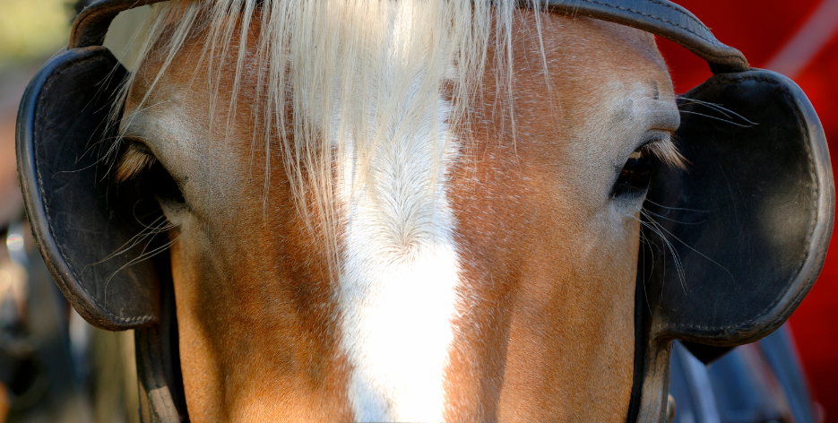 A close up of a horse wearing blinders and a bridle.