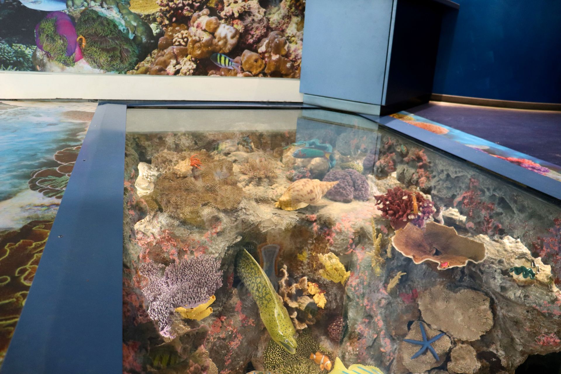 Colorful coral reef exhibit viewed through glass, with fish and a blue wall background