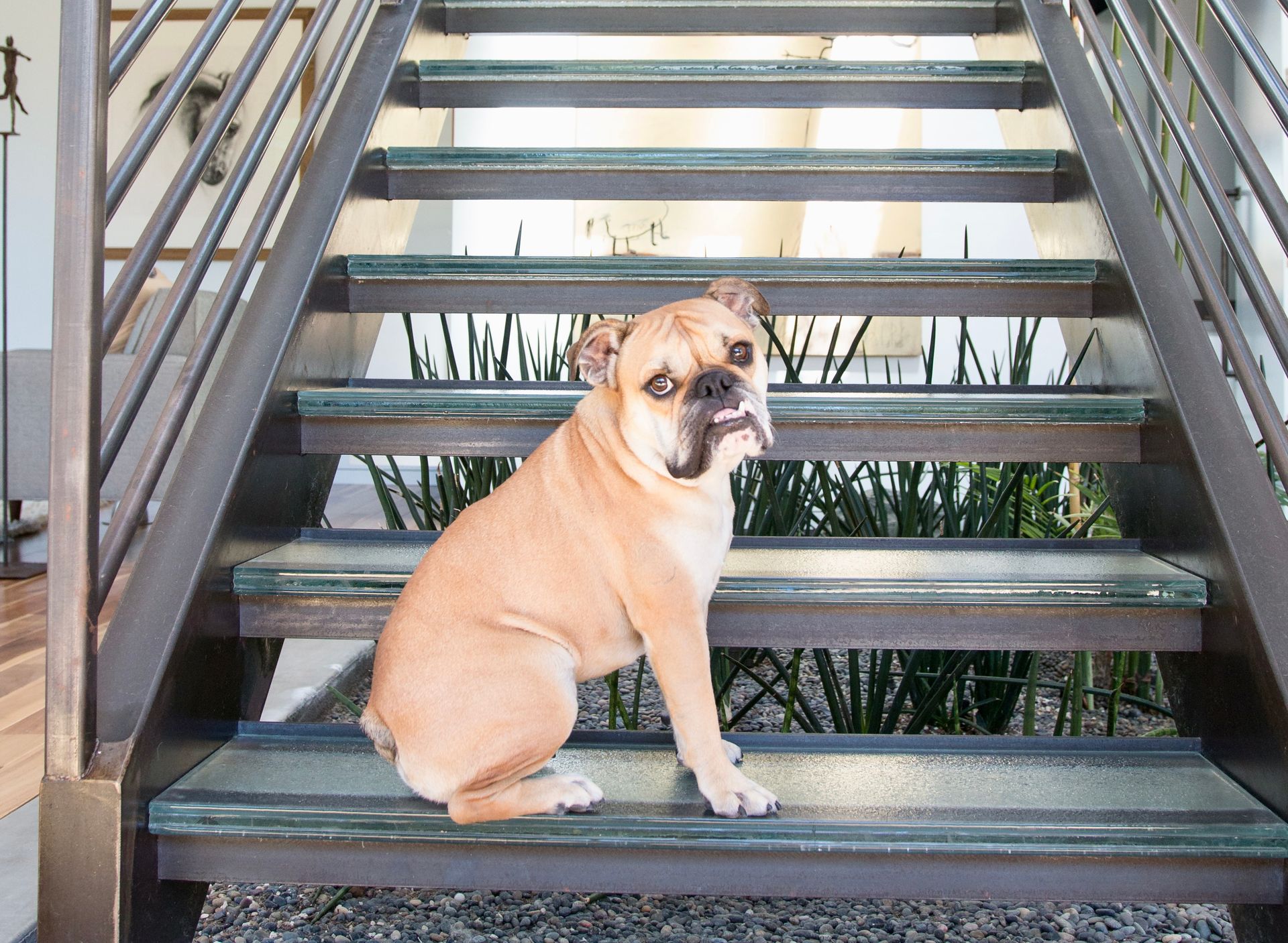 A tan bulldog with a focused expression sits on a wooden staircase with green treads and a metal railing.