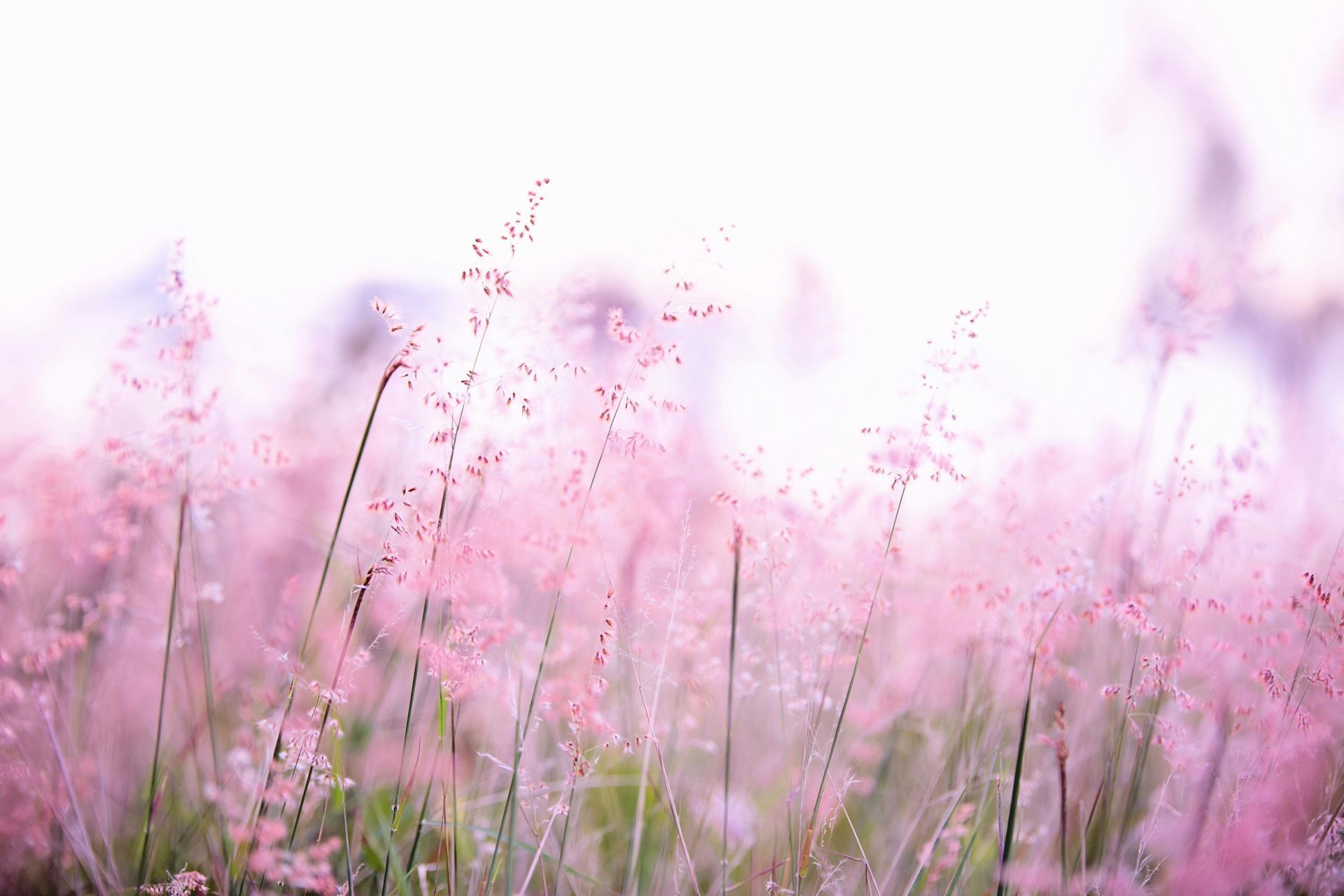 Pink flowering grass against a soft, white background.