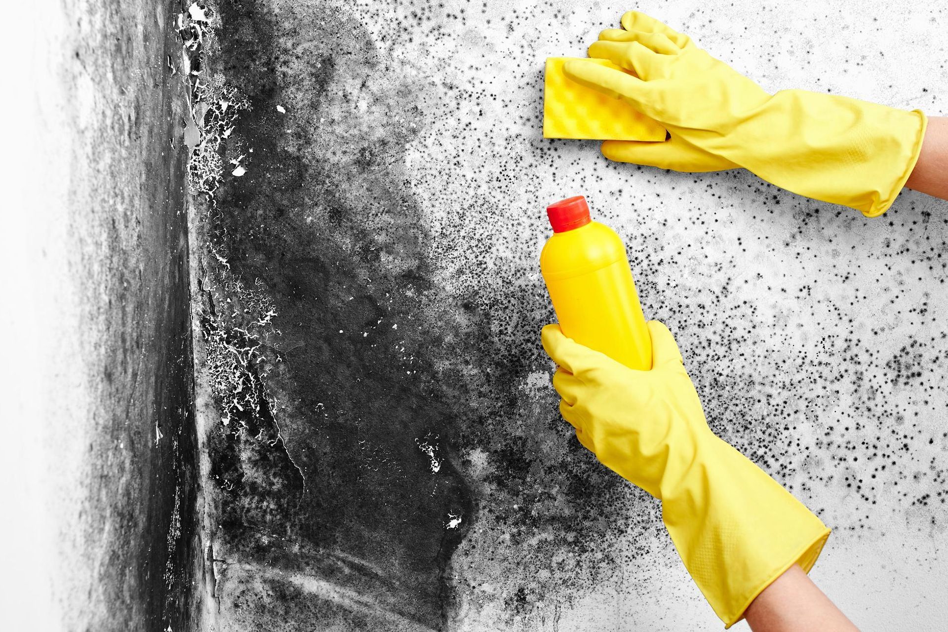 visible black mold concerns
