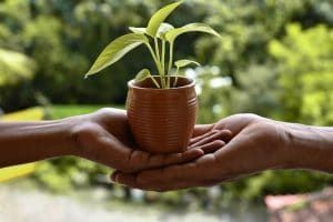 Plant A Tree with Cremation Ashes 300x200 1920w