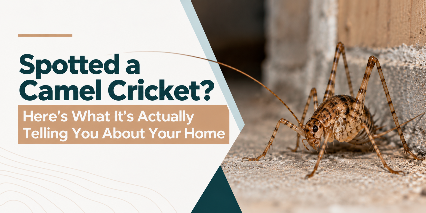 Camel cricket on a sandy floor beside text:
