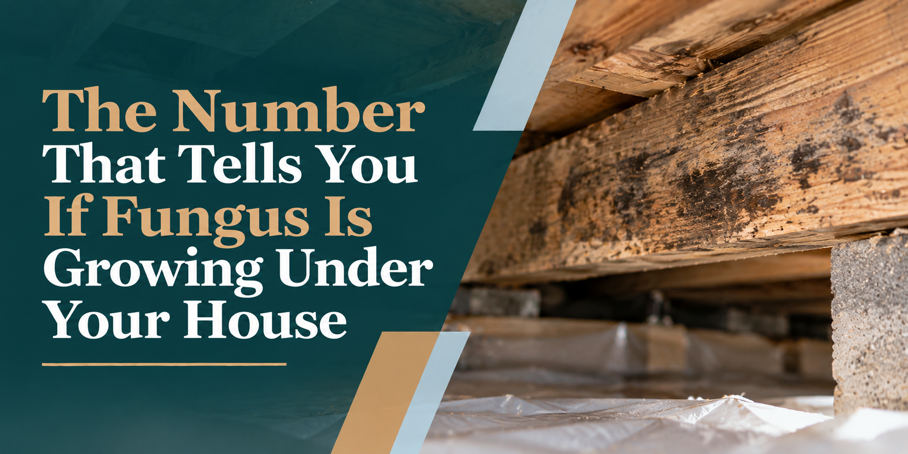 Headline about a number indicating fungus growth under a house, with damaged wood and mold-like material