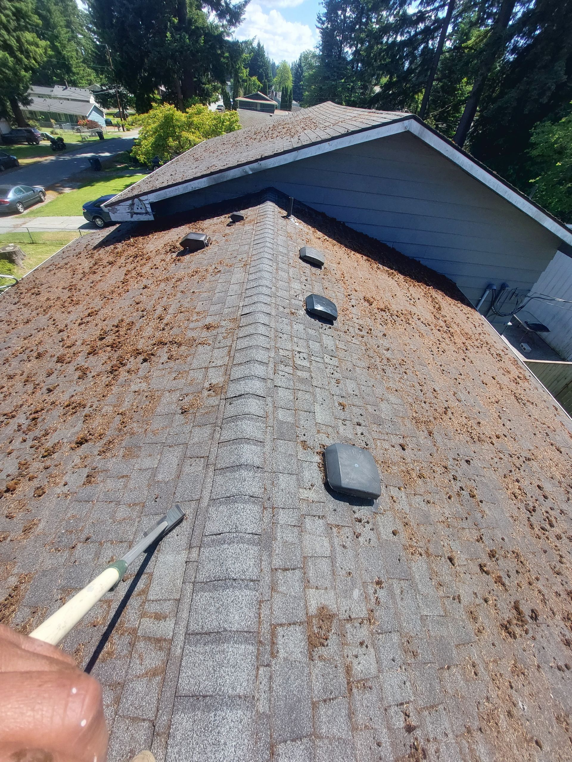 A person cleaning a moss-covered asphalt shingle roof with a scraping tool on a sunny day.