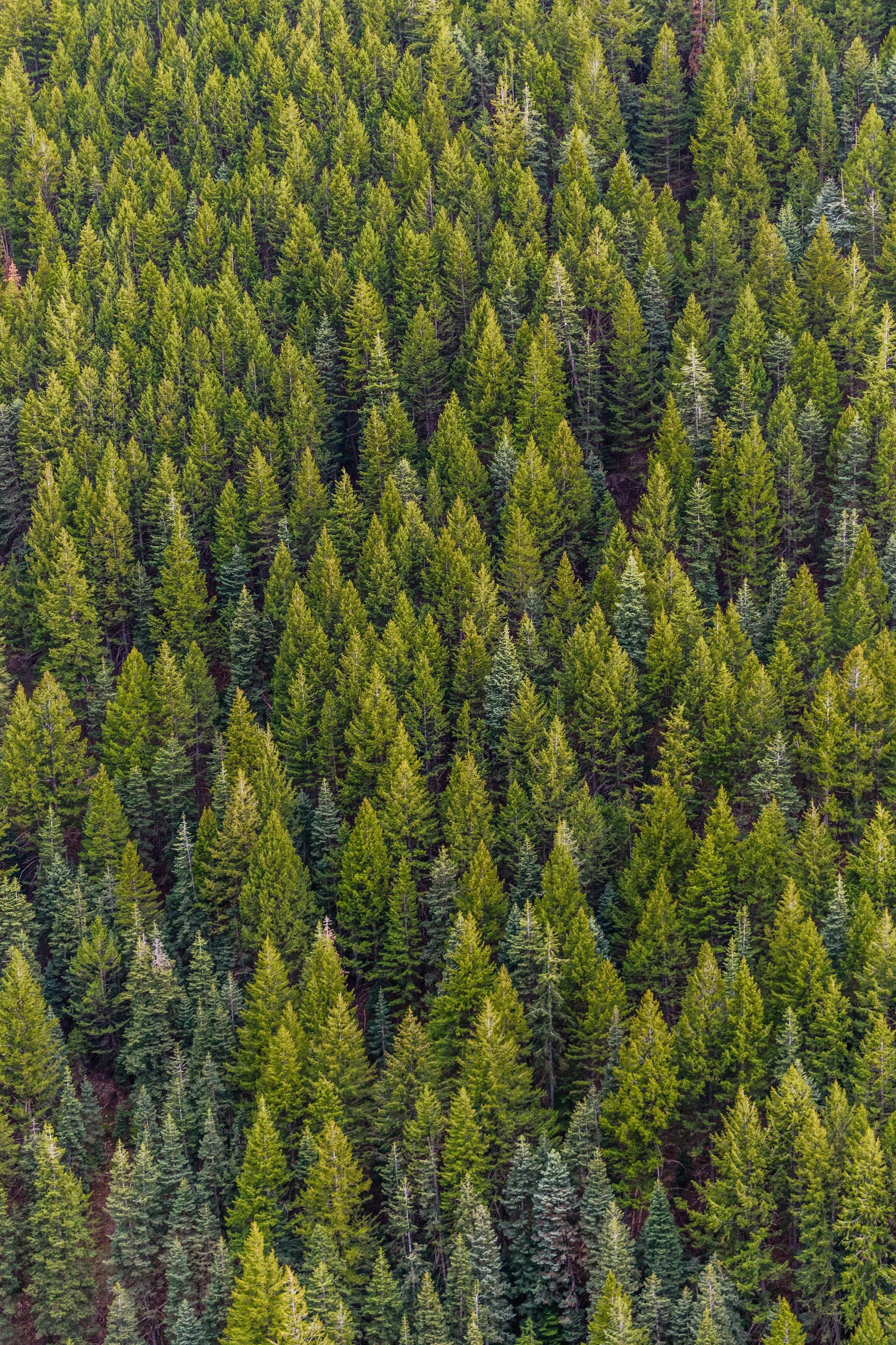 Dense evergreen forest, aerial view, varying shades of green.