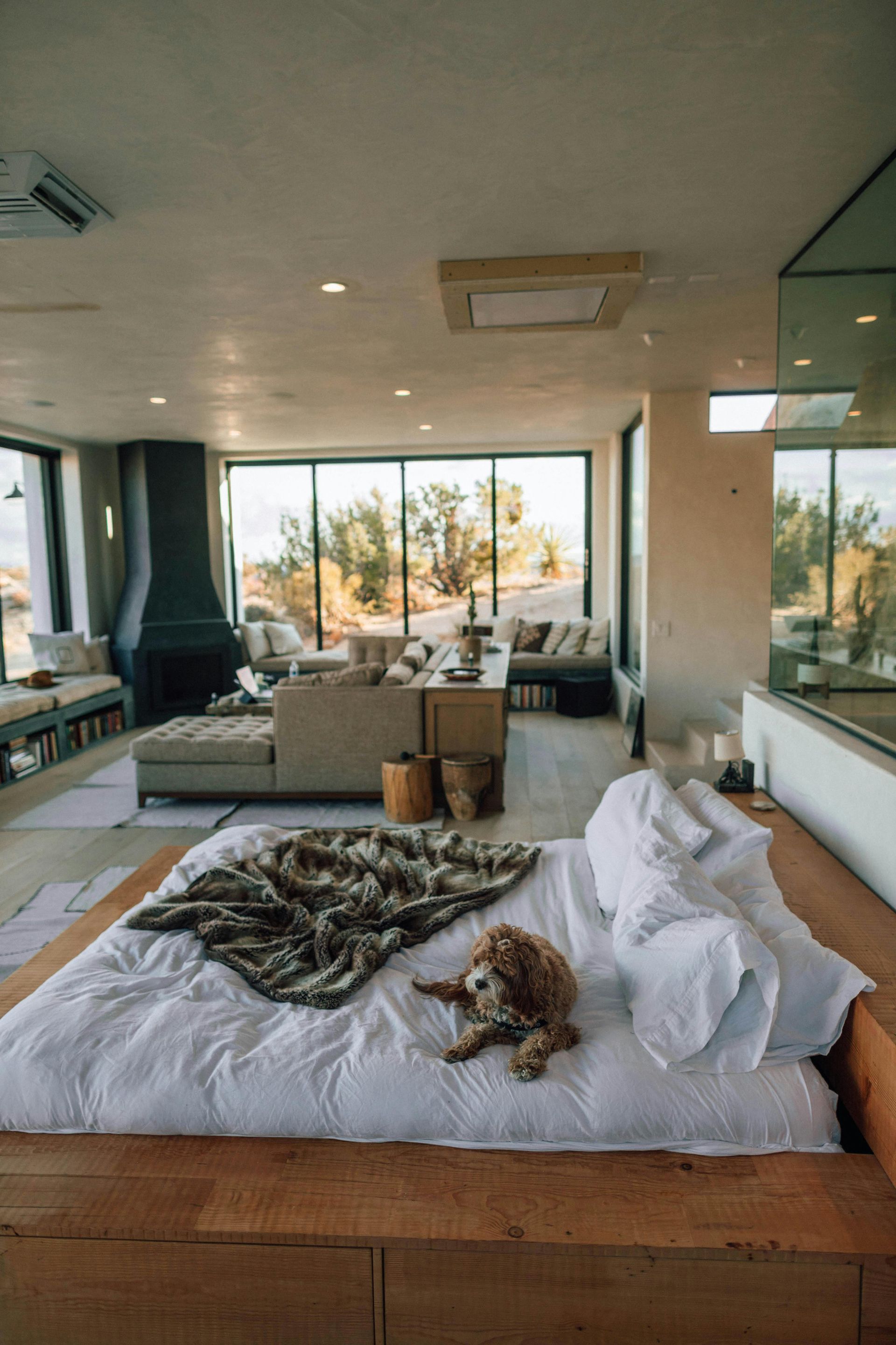 Dog laying on a bed in a modern home with large windows, looking toward camera.
