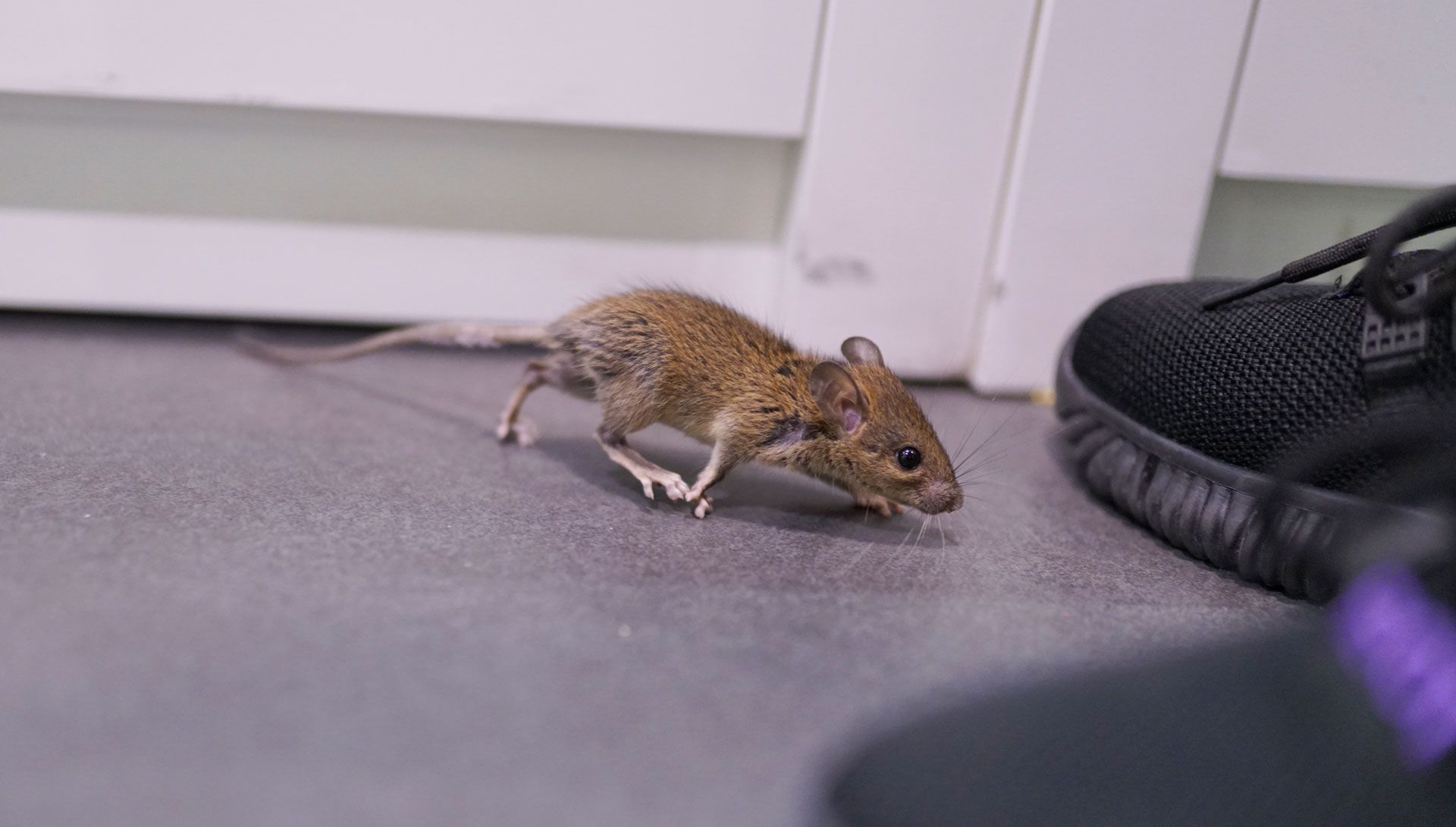 A mouse is walking on the floor next to a person 's shoe.