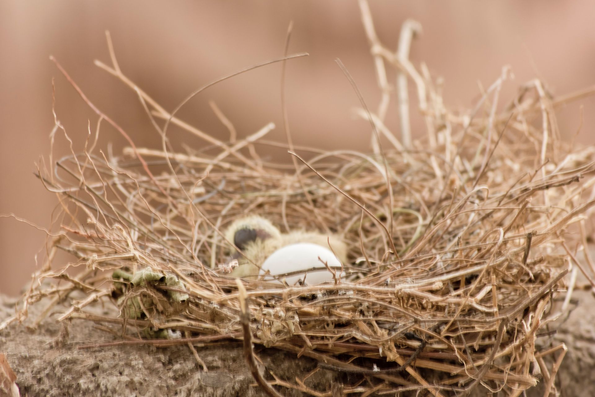 A bird nest with two eggs in it on a rock.