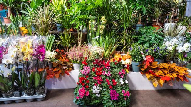 fiori vendita all'ingrosso