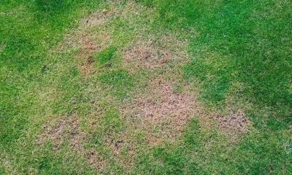 Brown patches show grub damage on a lawn.