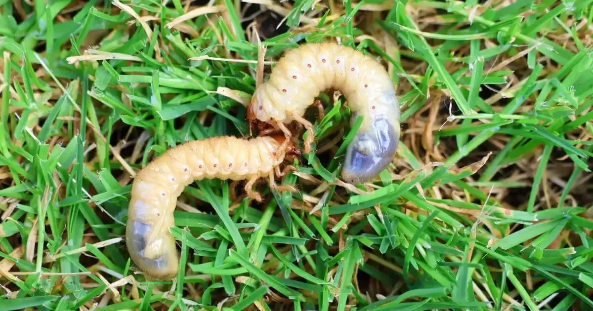 Grubs aka Japanese beetle larvae on a lawn