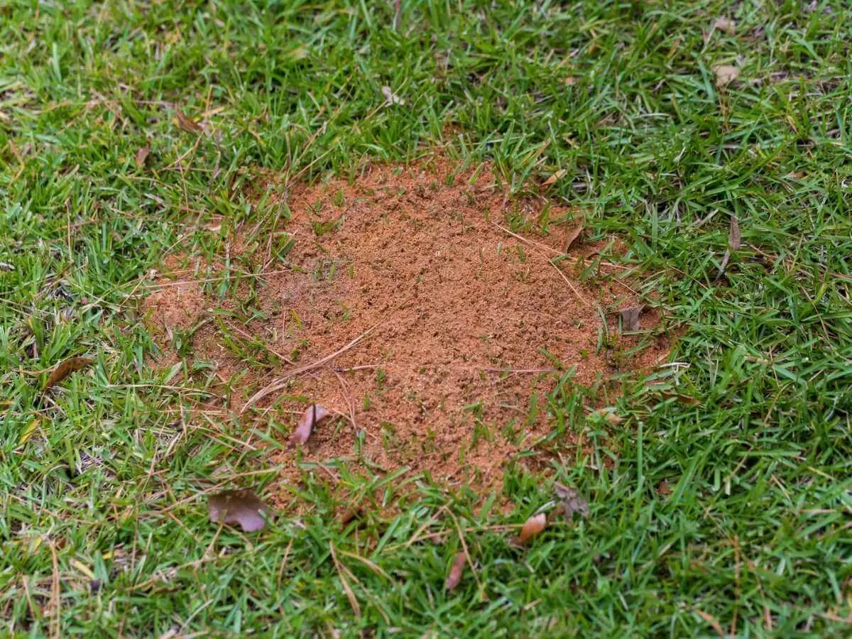 A mound of fire ants that you can get rid of naturally.