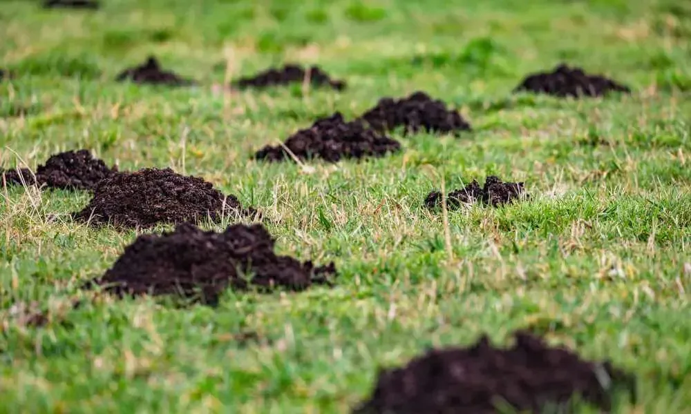 Mole hills on lawn