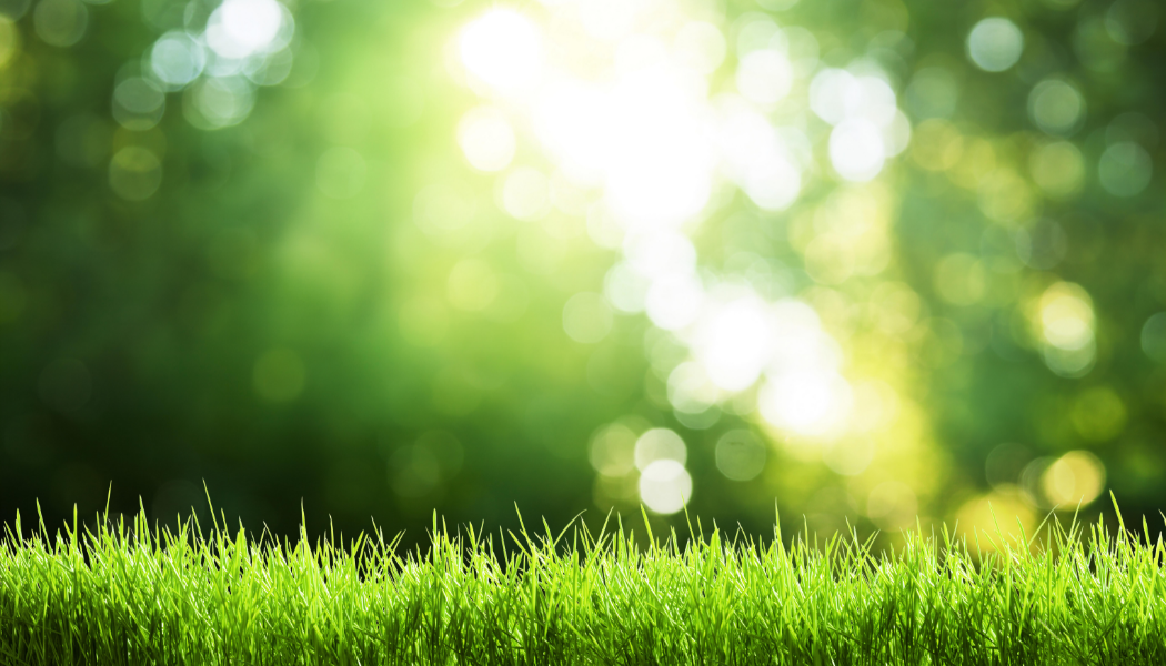 pretty lawn