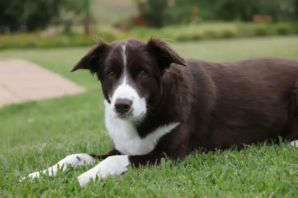 A dog lying down in grass