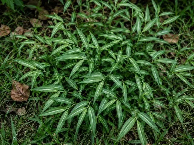 Japanse stilt grass is a grassy weed