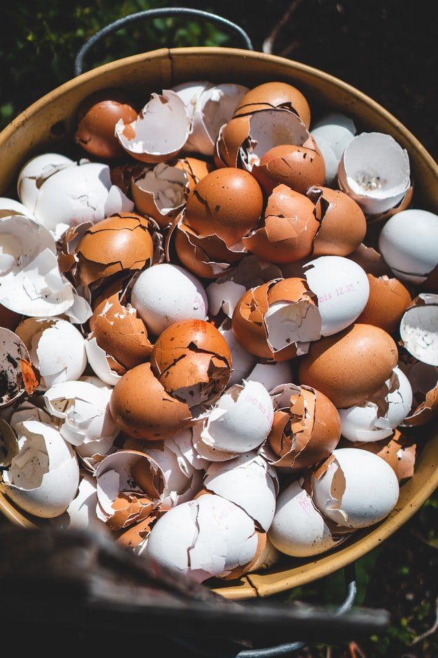 Broken egg shells in compost