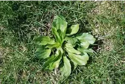 Broadleaf plantain weed in many NC lawns