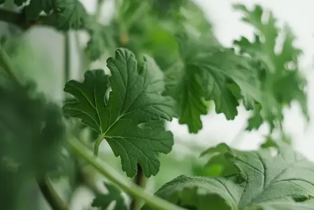 Carolina geranium is a broadleaf weed