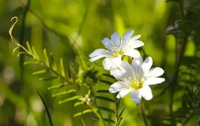 Chickweed is a broadleaf weed in NC lawns