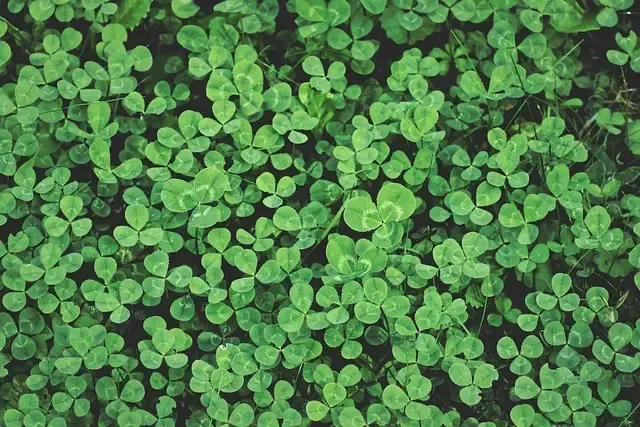 Clover is a broadleaf weed commonly found in North Carolina
