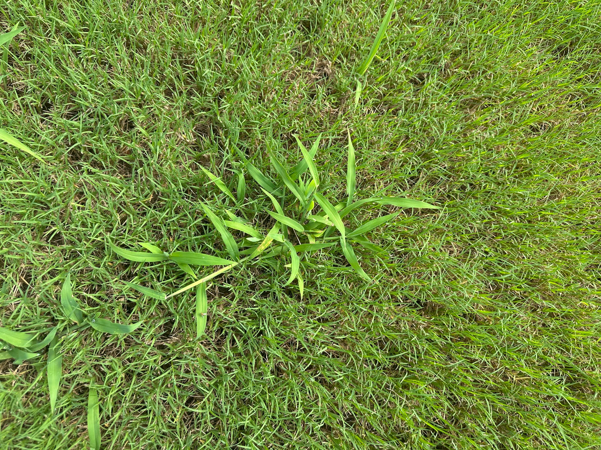 Crabgrass is a grassy weed