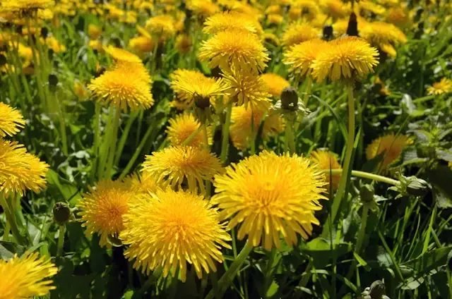 Dandelion is a broadleaf weed in many homeowners lawns in the North Carolina
