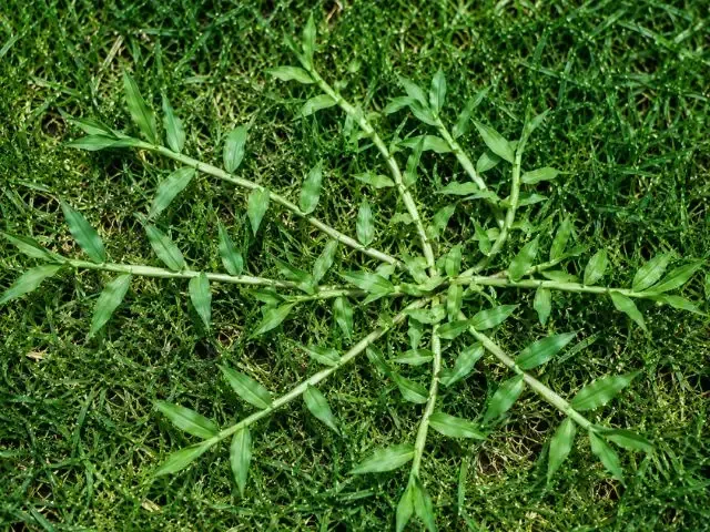 Goosegrass is a grassy weed
