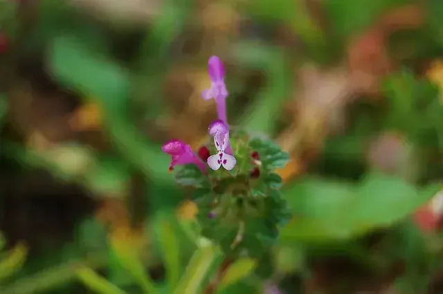 Henbit is a broadleaf weed found in North Carolina