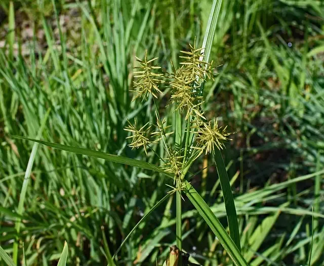 Nutsedge is a grassy weed