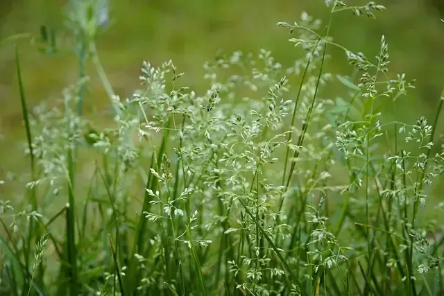 Poa annua, or annual bluegrass, is a grassy weed