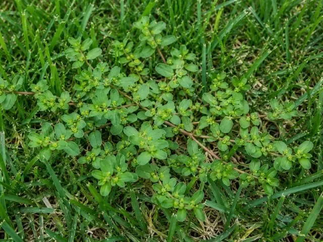 Spurge is a broadleaf weed that often grows in the Raleigh, NC area