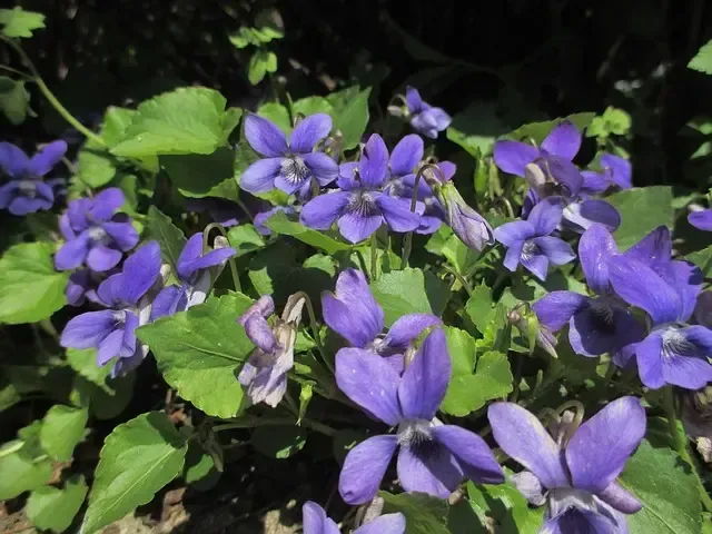 Wild violet (also known as common blue violet, purple violet, and viola sororia) is a broadleaf weed