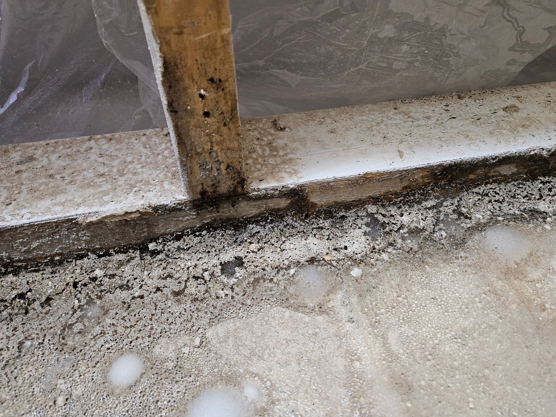 mold removal company North Dakota