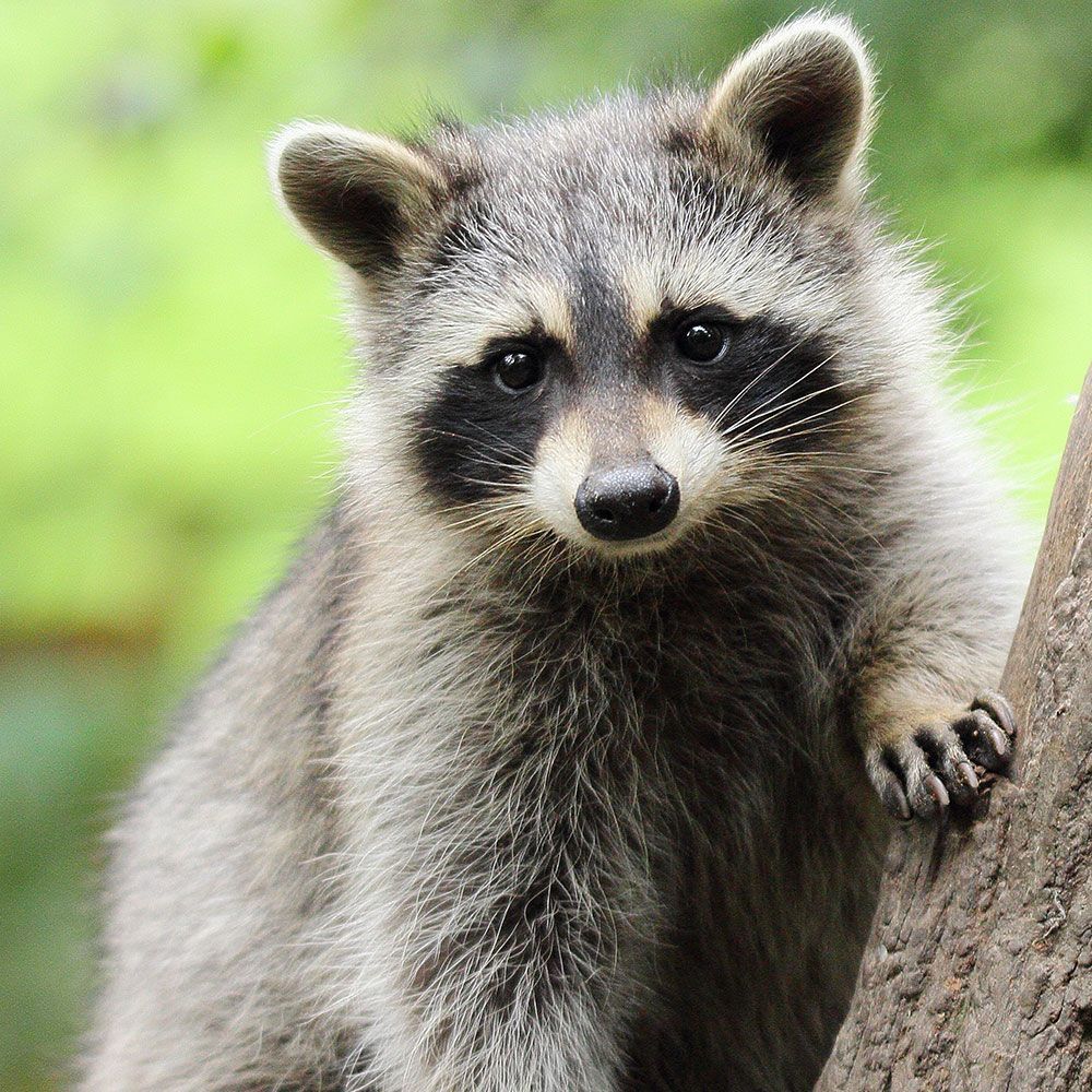 Raccoon with a Fluffly Furr