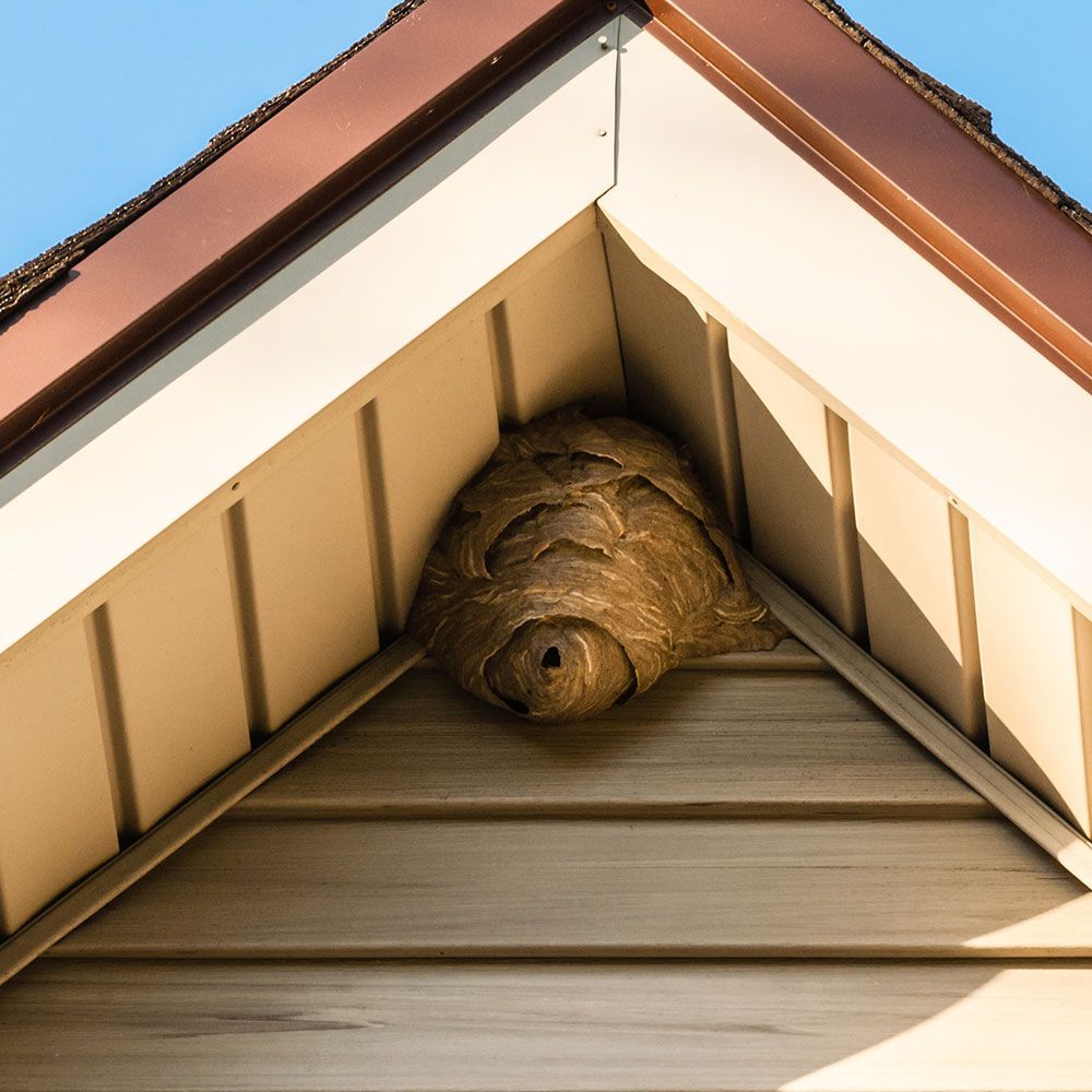Wasp Nest Under the Roof