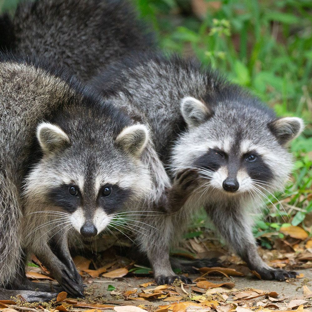 Two Scared Raccoons