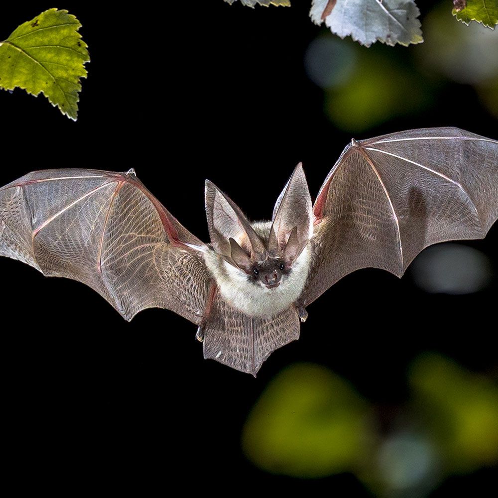 Flying Bat