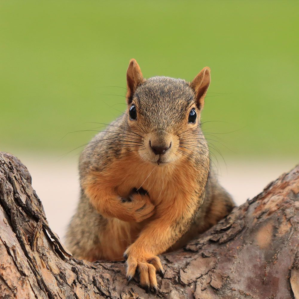 Squirrel on a Tree