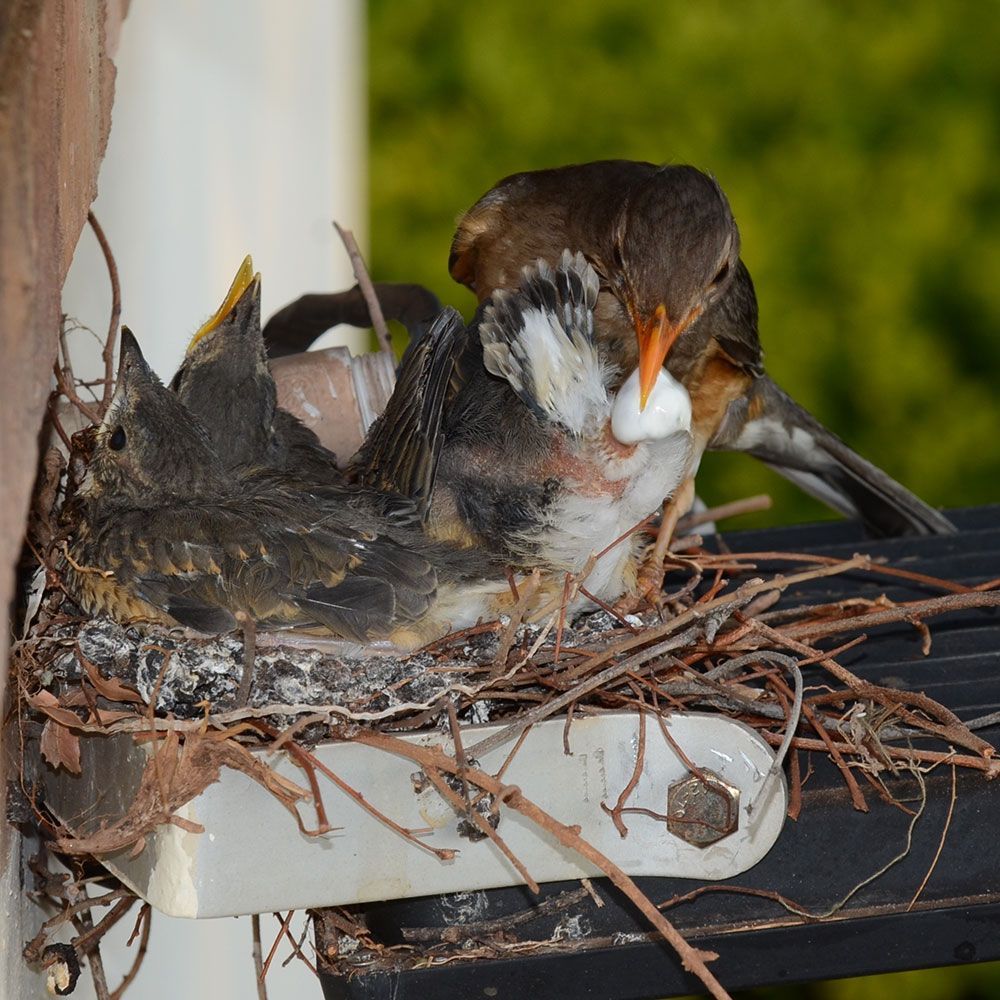 Birds on it's Nest