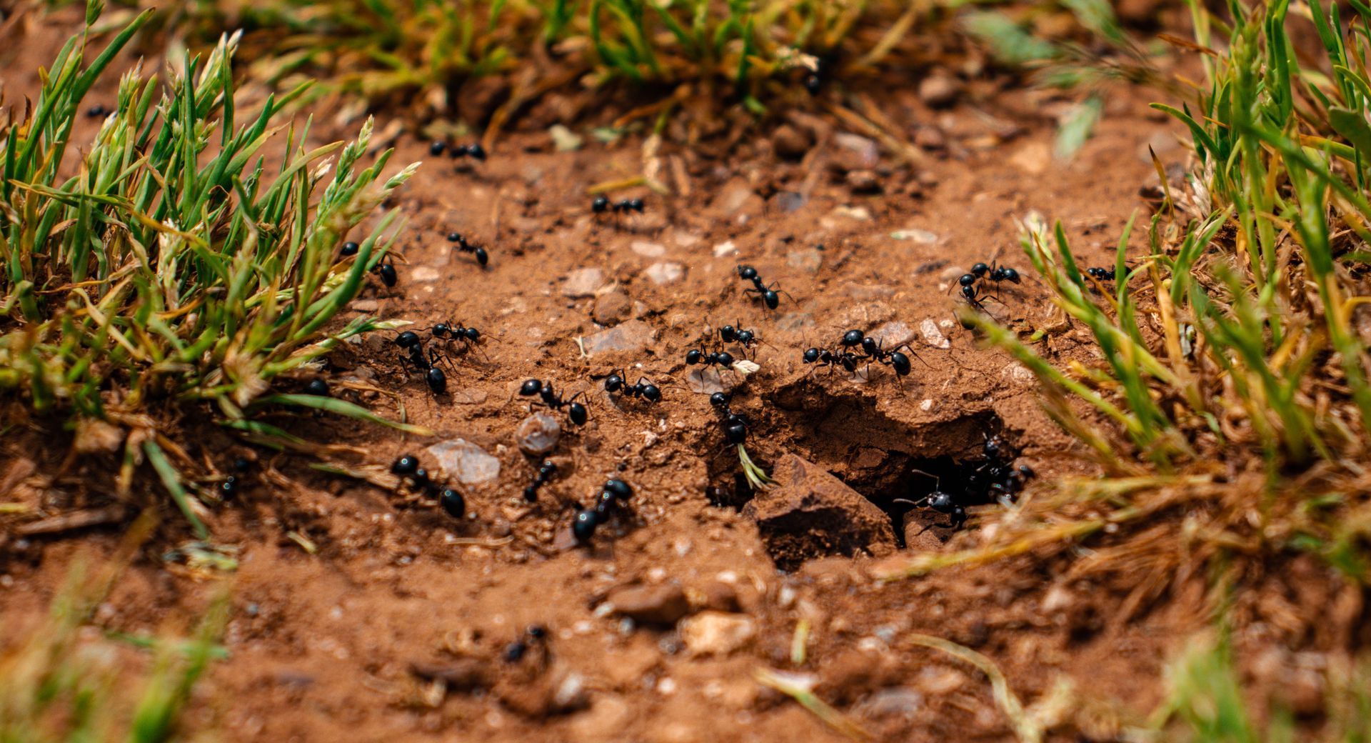 Close-up of a muddy animal paw print in brown soil, framed by green grass blades.