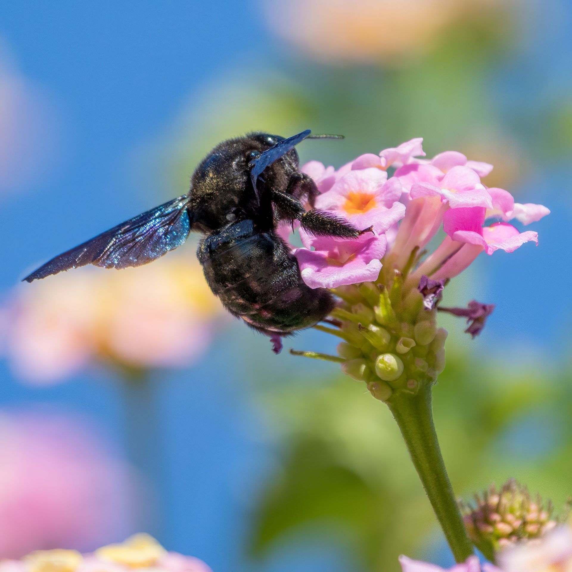 Black bee on pink flower against a blurred blue background