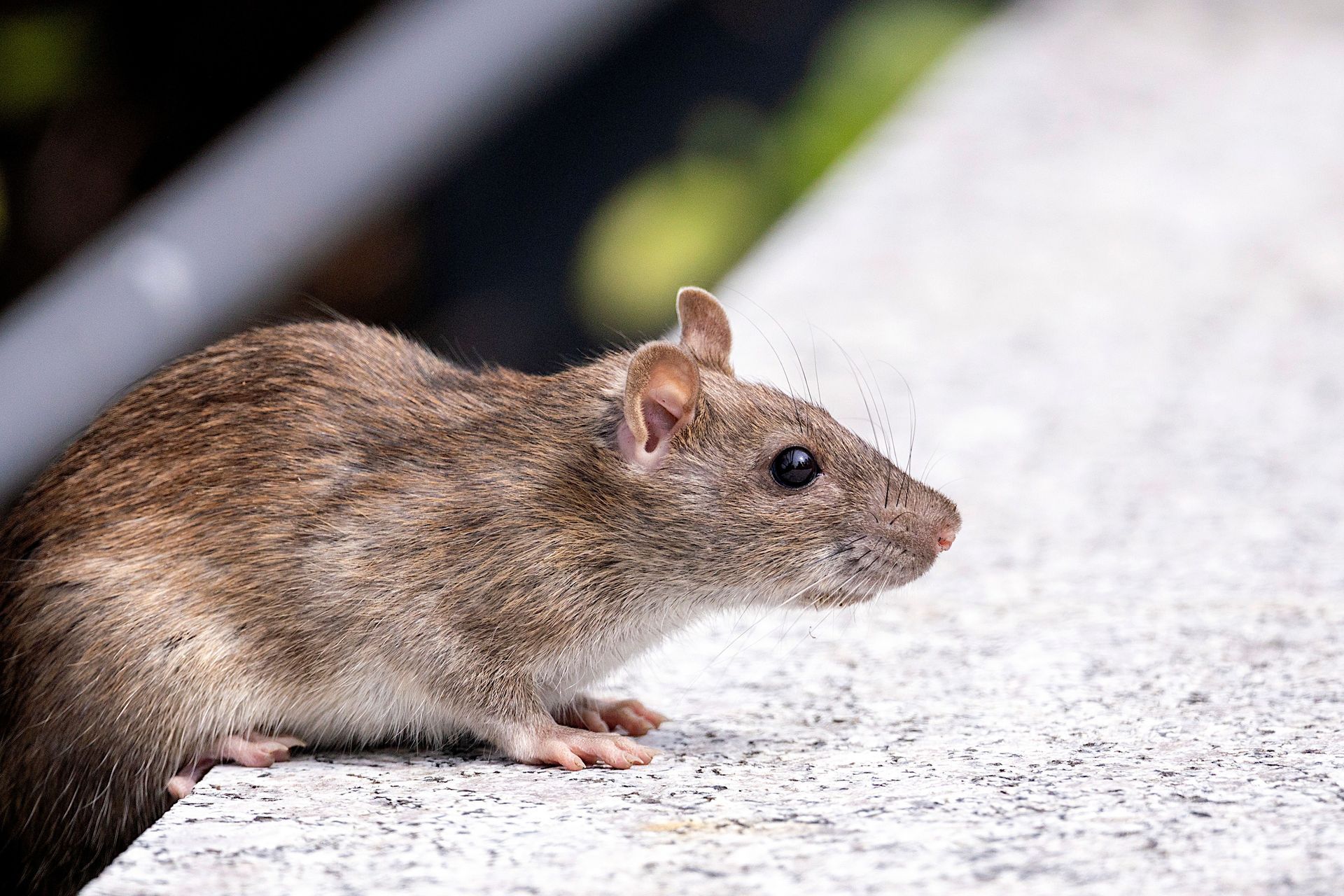 Brown rat on a concrete surface, facing right in close-up.