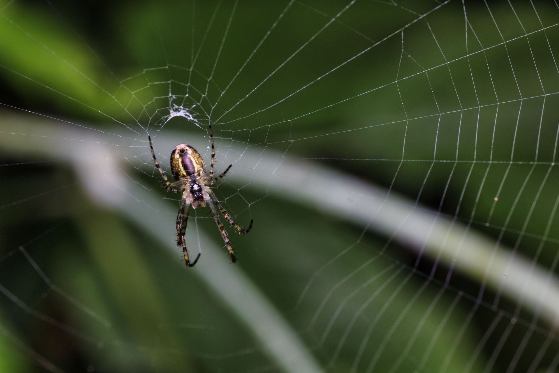 Spider on a web against a blurred green background