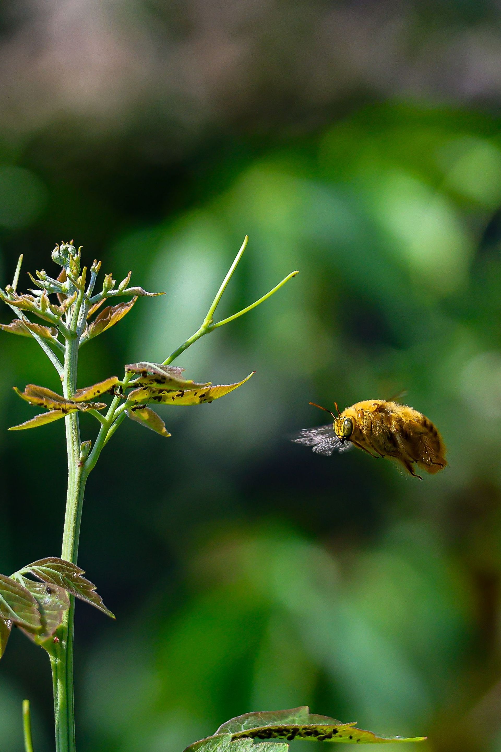 Bee hovering beside a yellow wildflower on a blurred green background